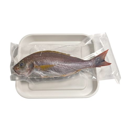 野生黃雞魚